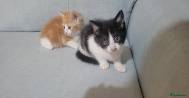 Mixed Breed cats - Advert 4