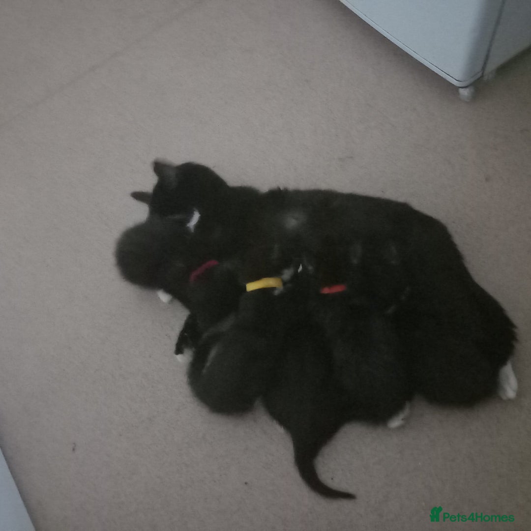 Mixed Breed cats for sale: 5 kittens for sale £20 each  - Image 6