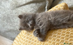 Maine Coon cats for sale: Gorgeous blue female Mainecoon  - Image 8