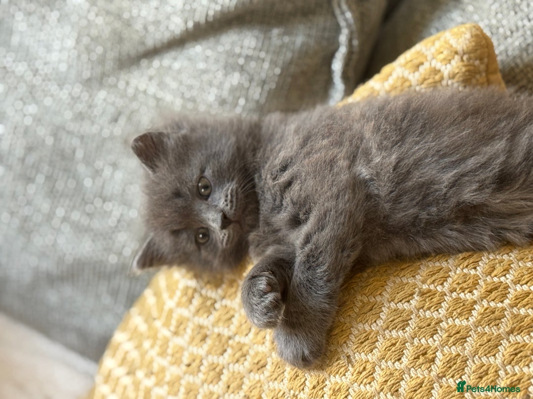 Maine Coon cats for sale: Gorgeous blue female Mainecoon  - Image 8