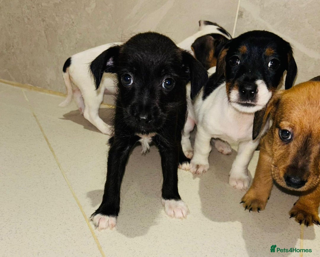 Dachshund dogs for sale: Dachshund Puppies - Image 14