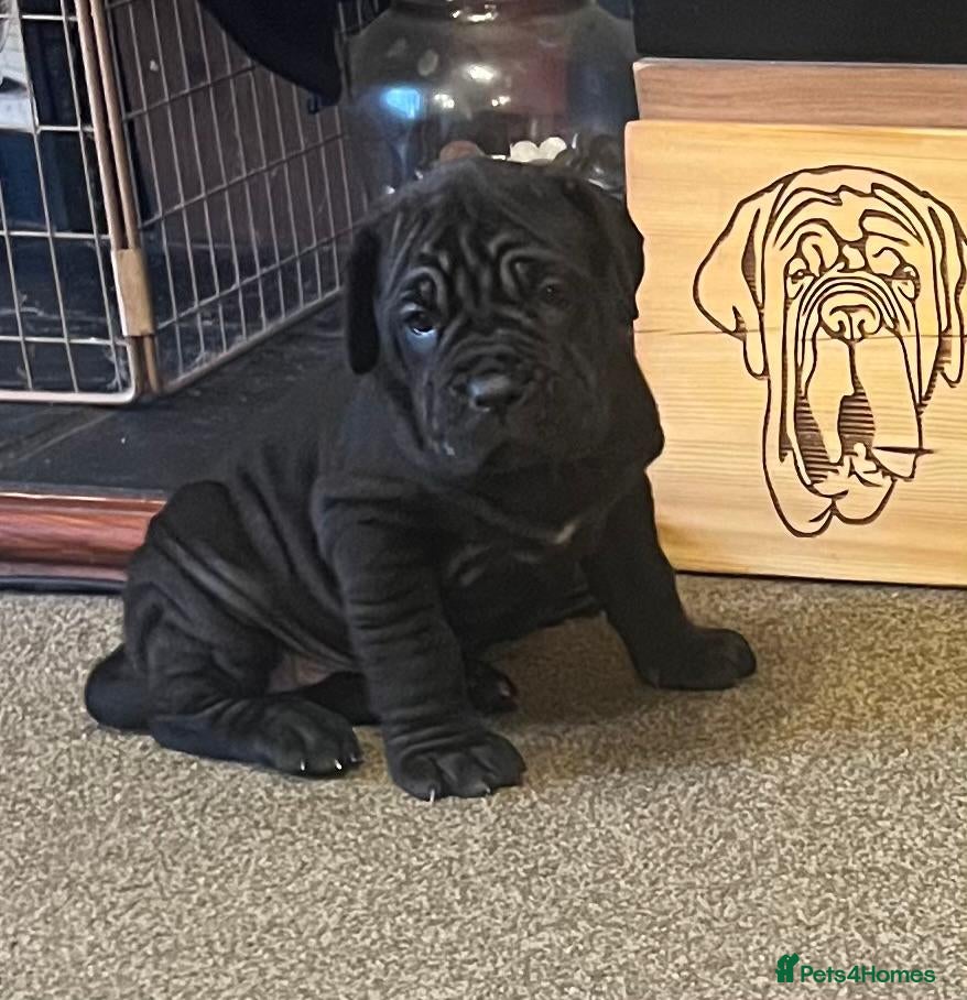 Neapolitan Mastiff dogs Makaevo Puppies - Advert 1