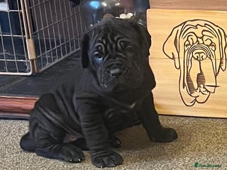 Neapolitan Mastiff dogs Makaevo Puppies - Advert 5