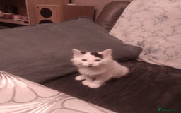 Mixed Breed cats for sale: Amazing kitten's  - Advert 8