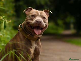 Staffordshire Bull Terrier dogs Amazing Staffordshire Bull Terrier for Stud - Advert 1