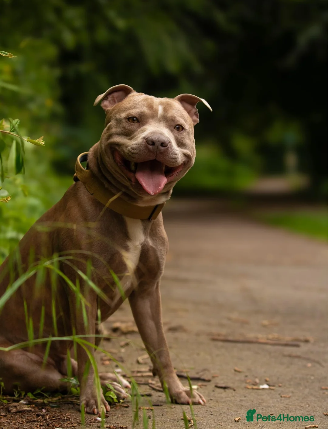 Staffordshire Bull Terrier dogs for stud: Amazing Staffordshire Bull Terrier for Stud   - Advert 1