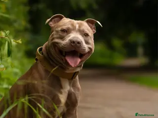 Staffordshire Bull Terrier dogs Amazing Staffordshire Bull Terrier for Stud - Advert 11