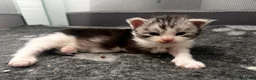 Maine Coon cats for sale: Beautiful chunky Maine Coon for sale  in Ballyclare - Advert 1