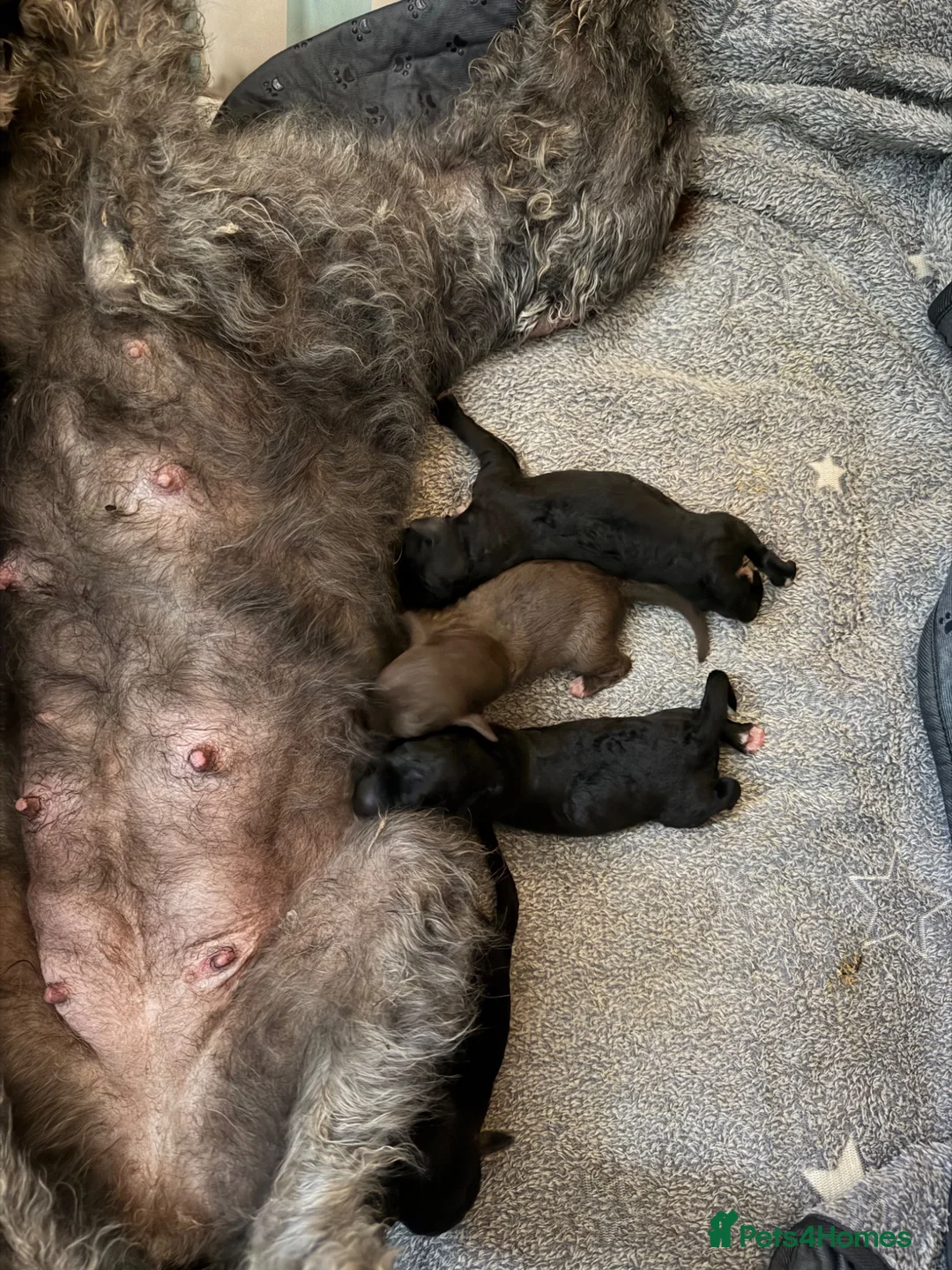 Bedlington Terrier dogs for sale: Bedlington whippets. - Advert 2