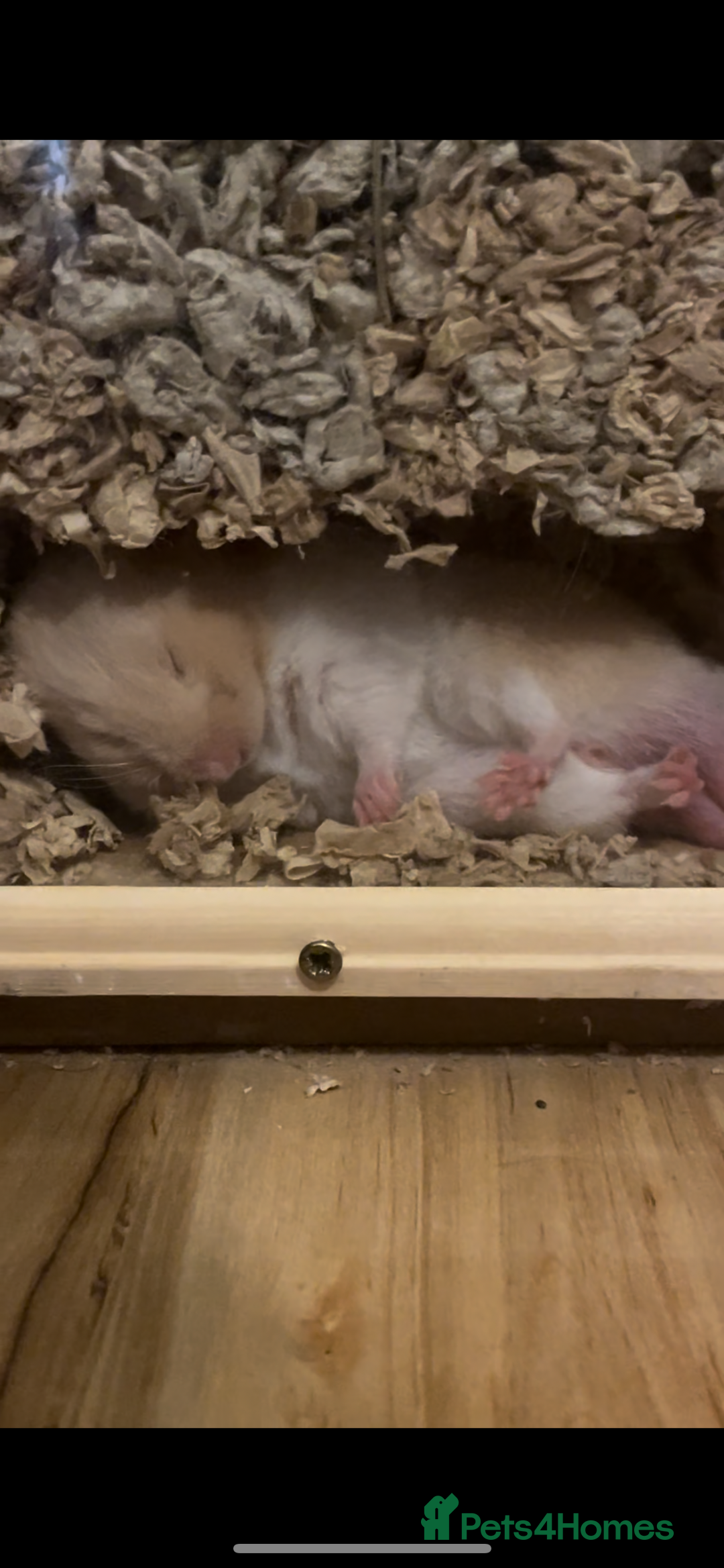 Hamster rodents for sale: Sirian Hamster - Advert 1