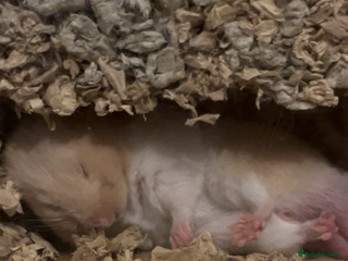 Hamster rodents Sirian Hamster - Advert 9