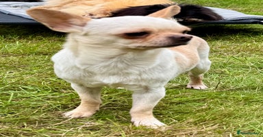 Chihuahua dogs - Advert 6