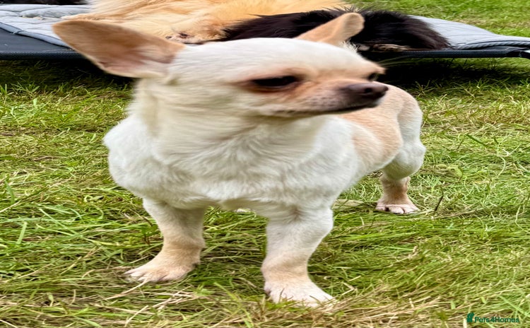 Chihuahua dogs - Advert 1