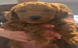 Cavapoo dogs for sale: Cavapoo puppies for sale - Image 6