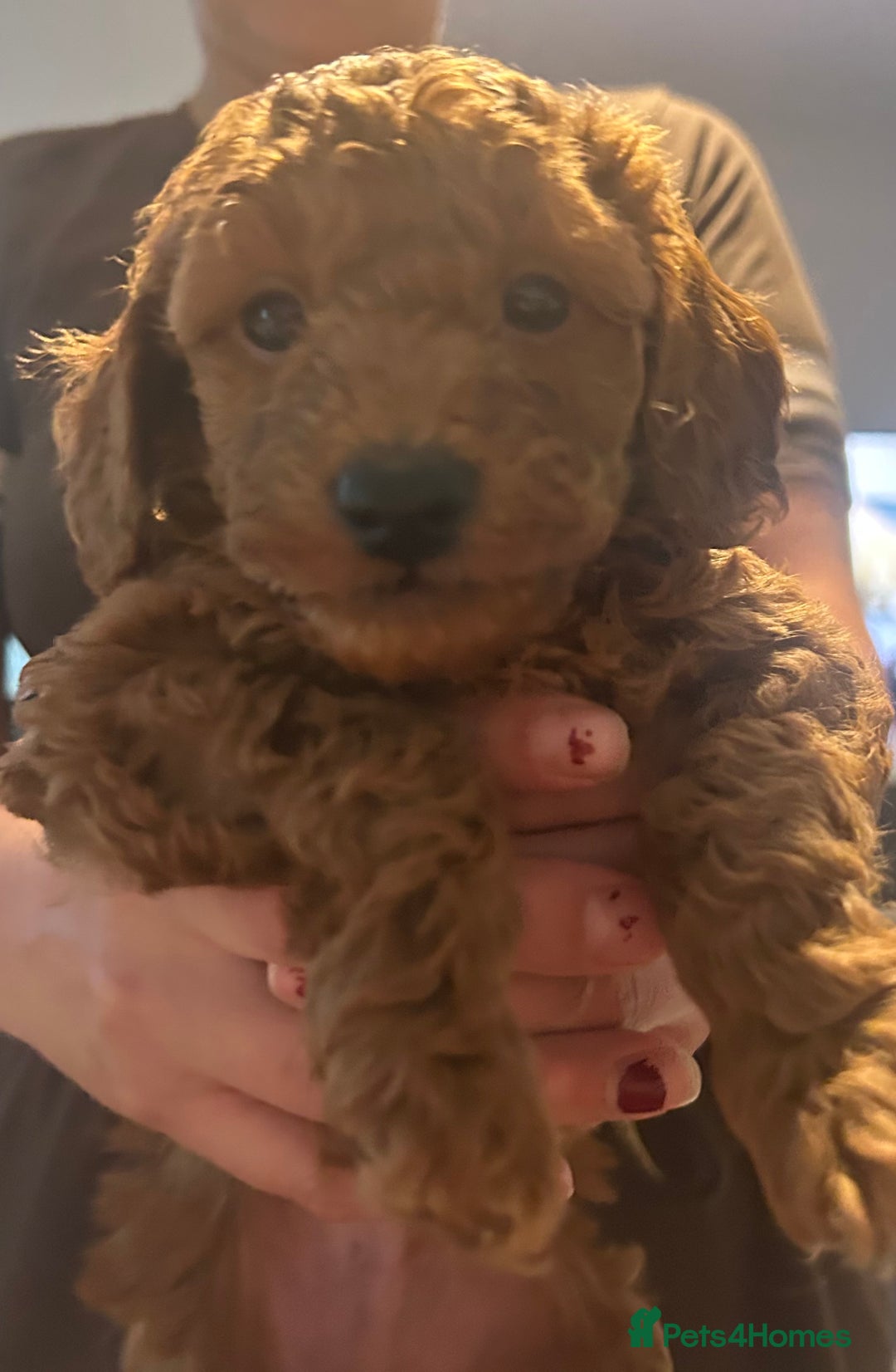 Cavapoo dogs for sale: Cavapoo puppies for sale - Image 6