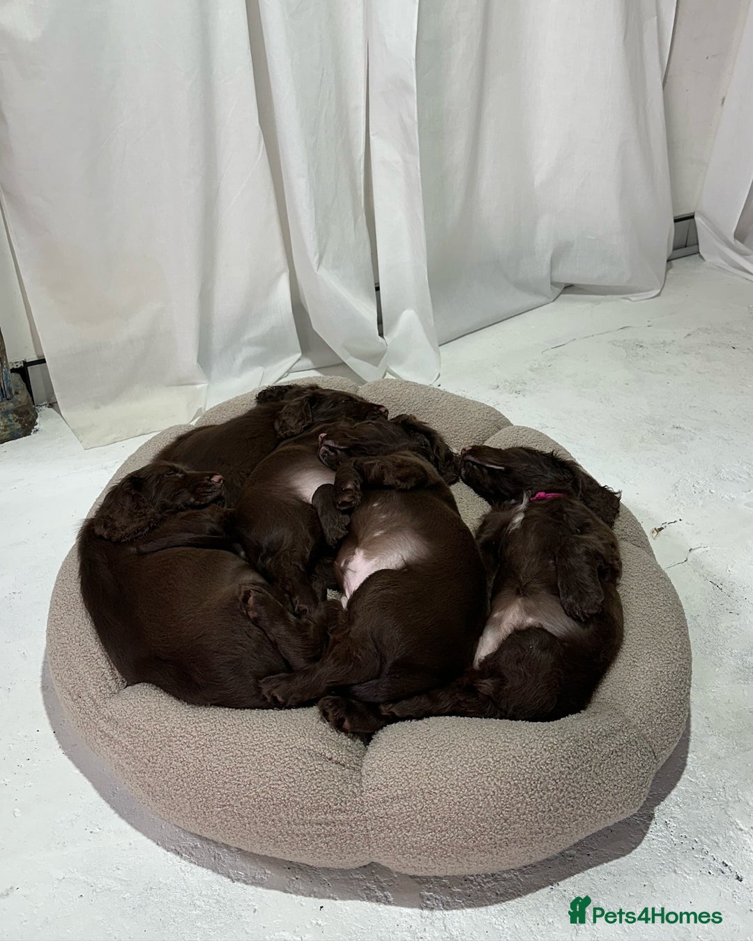 Field Spaniel dogs for sale: Field Spaniel Pups–Healthy, Happy, and Socialized! - Advert 9