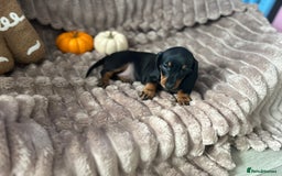 Dachshund dogs for sale: Dachshunds mini puppies   - Image 26