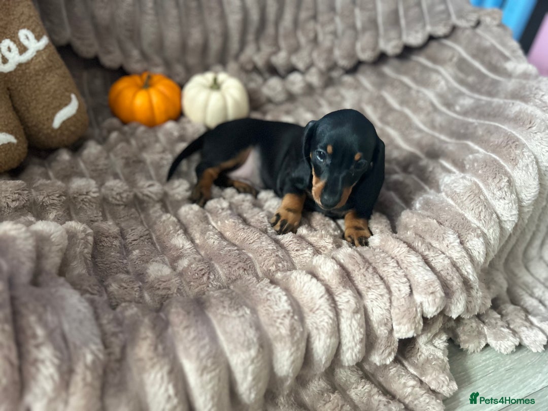 Dachshund dogs for sale: Dachshunds mini puppies   - Image 26