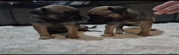 Lurcher dogs for sale: Lurcher puppies for sale  - Advert 6