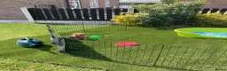 Labrador Retriever dogs for sale: Beautiful Labrador retrievers    - Advert 8
