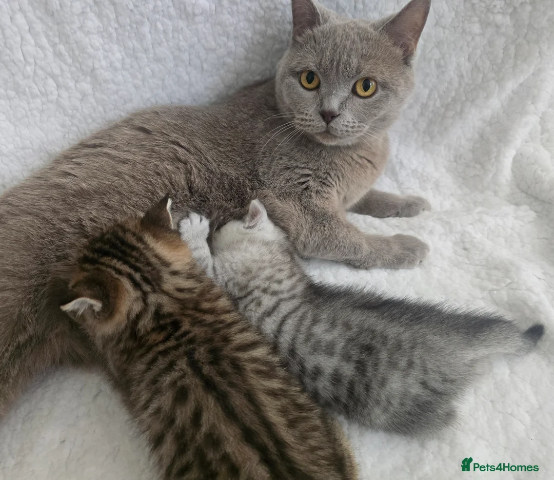 British Shorthair cats for sale: British Shorthair Kittens – Ready End May - Advert 2