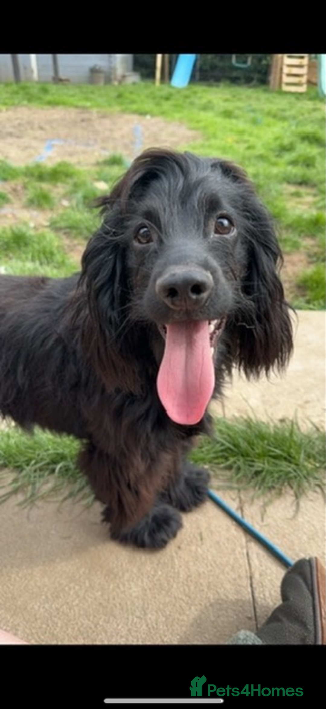 Cocker Spaniel dogs for stud: Cocker spaniel for STUD - Image 2