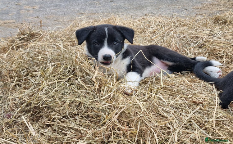 Border Collie dogs - Advert 1