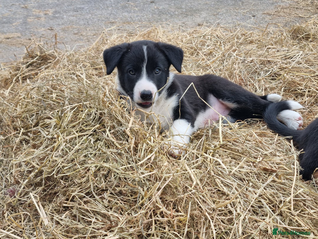 Border Collie dogs for sale: Farm Reared Border Collie Pups - Image 1