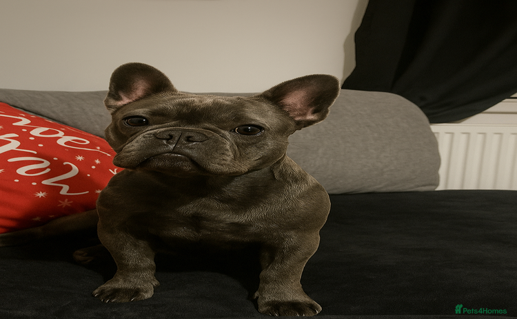 French Bulldog dogs - Advert 1