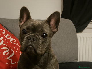 French Bulldog dogs - Advert 24