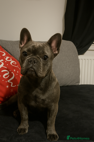 French Bulldog dogs - Advert 7