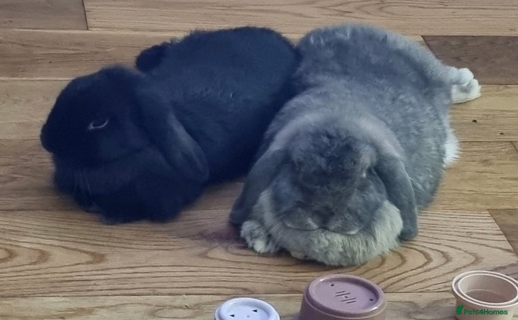 Mixed Breed rabbits - Advert 3