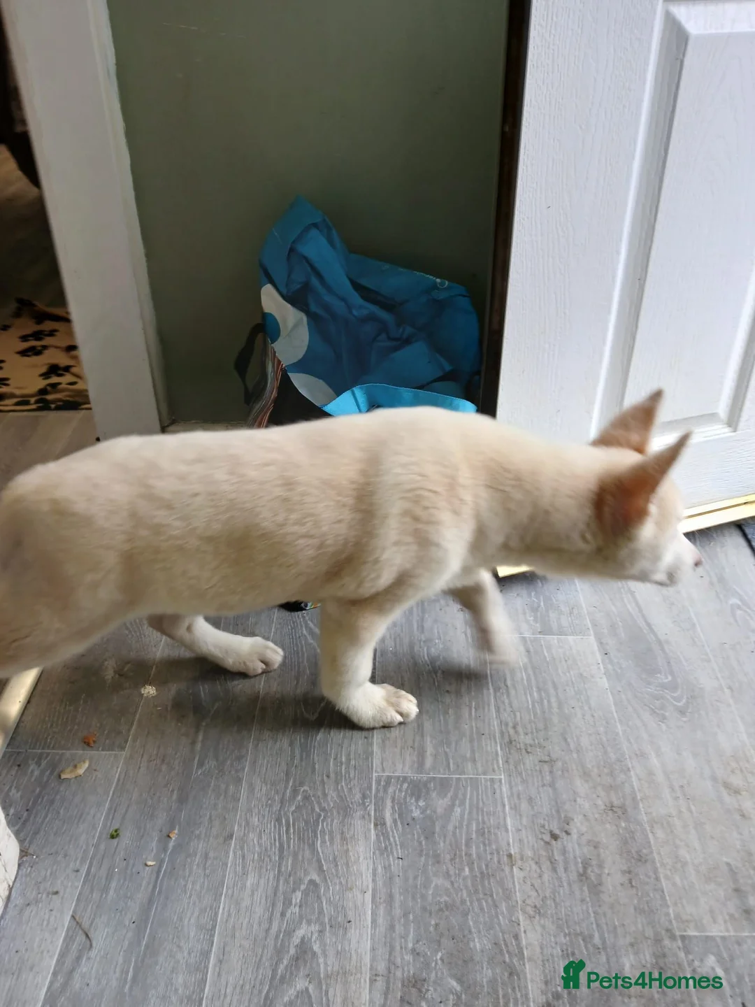 Siberian Husky dogs for sale: Husky bitch in Shipston-on-Stour - Advert 2