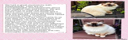Ragdoll cats for sale: Registered Cheribum Kittens - Advert 2