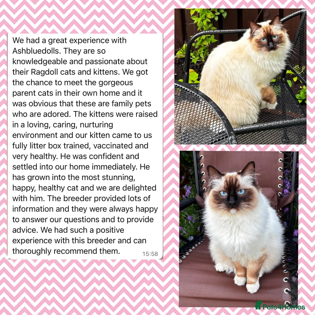 Ragdoll cats for sale: Registered Cheribum Kittens - Advert 2