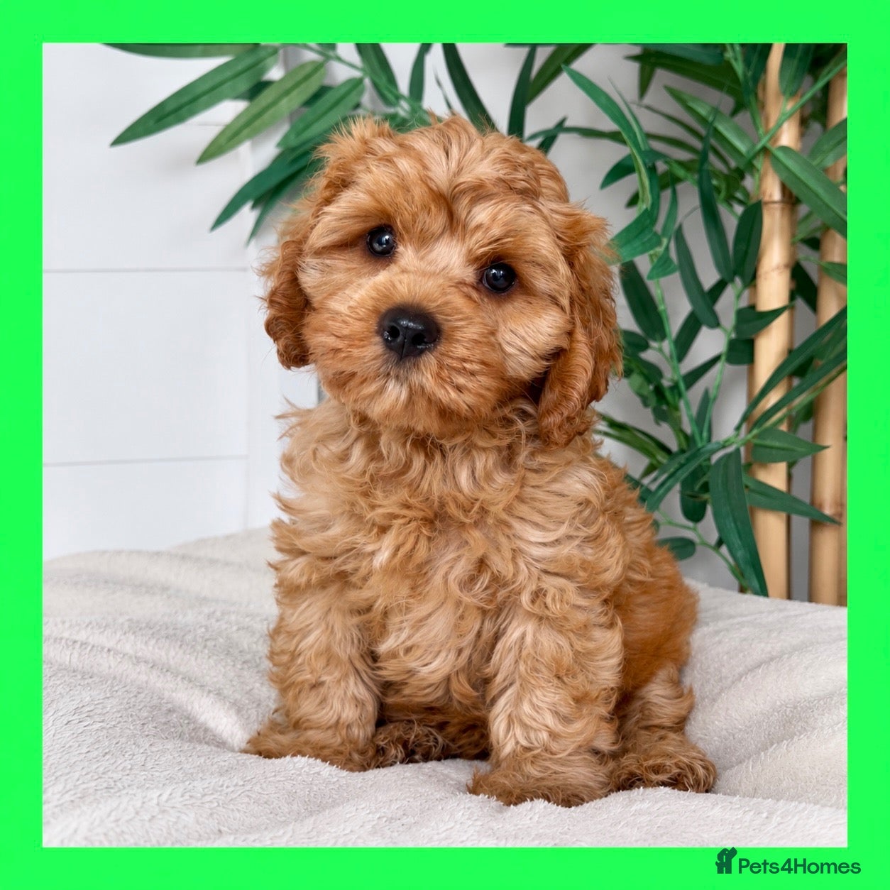 Cavapoo dogs Fluffy cuddly cavapoo boy from DNA tested parents - Advert 2