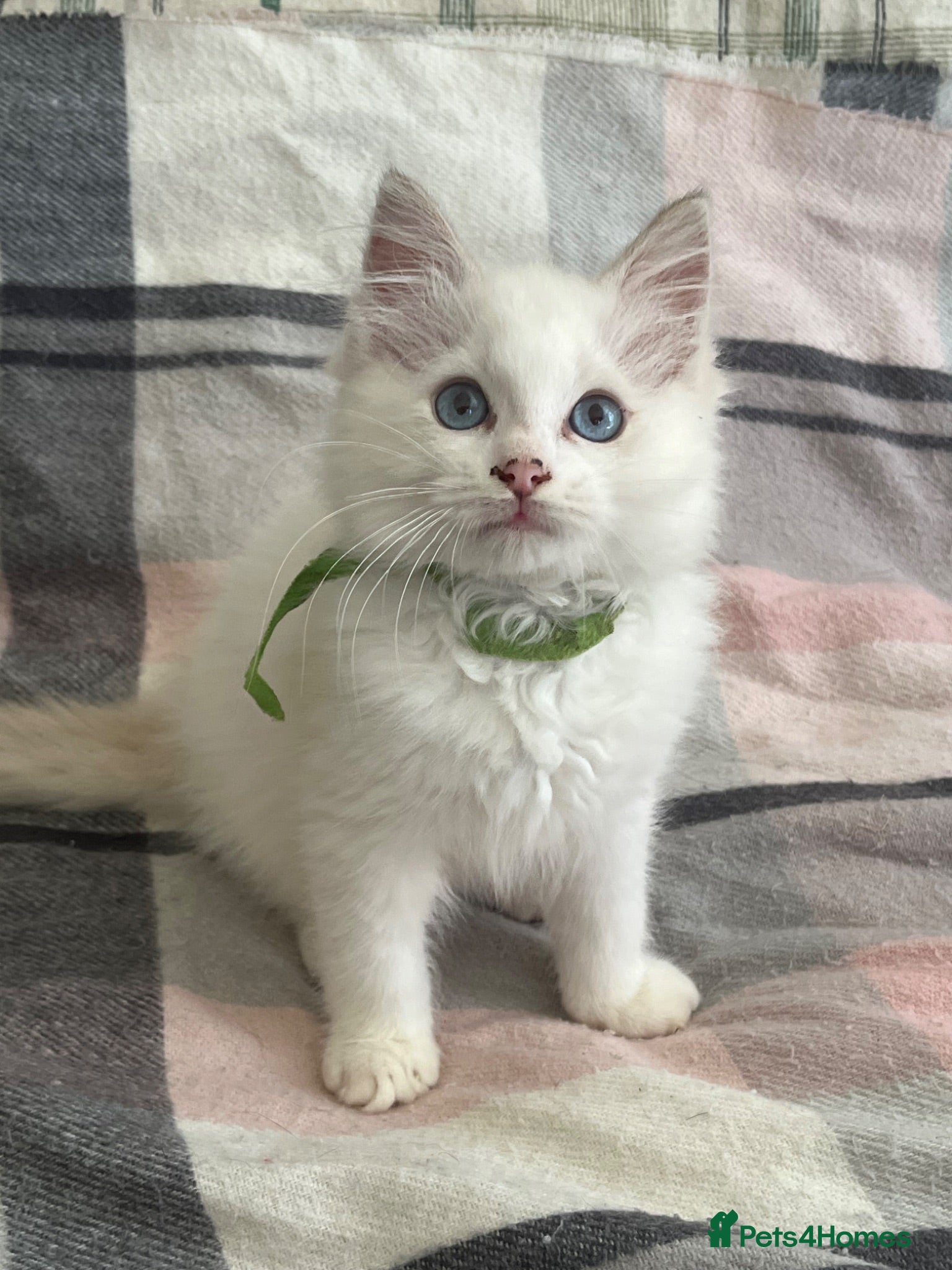 Ragdoll cats ❤️ Gorgeous ragdoll kittens ❤️ - Advert 4