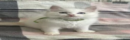 Ragdoll cats for sale: ❤️ Gorgeous ragdoll kittens ready now  ❤️ - Advert 26