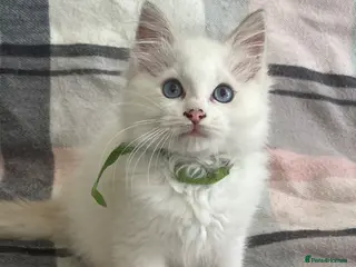 Ragdoll cats ❤️ Gorgeous ragdoll kittens ❤️ - Advert 4