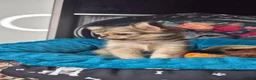 Chihuahua dogs for sale: Beautiful long haired chihuahua girl  - Advert 3