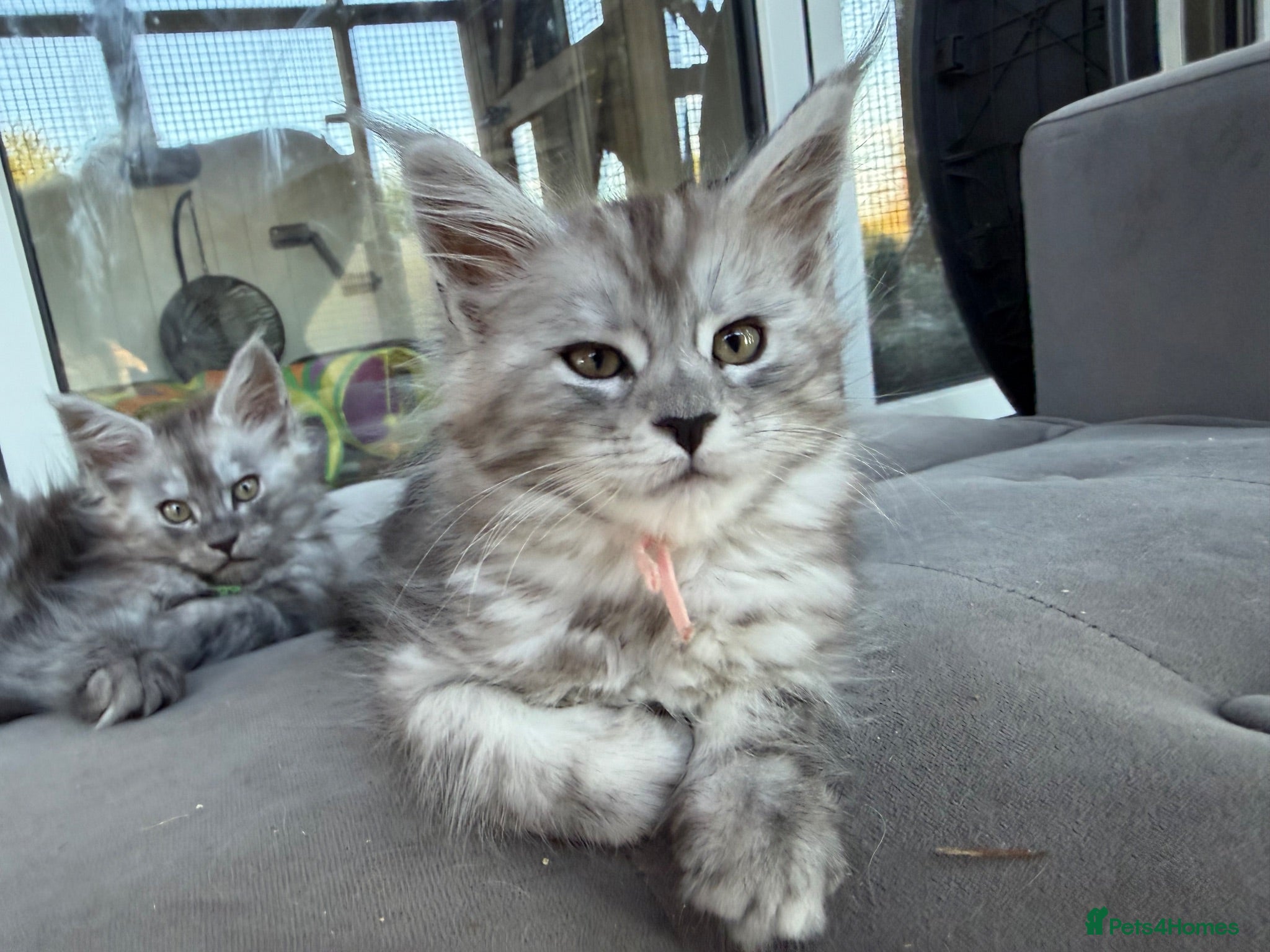 Maine Coon cats GCCF reg Maine coon kittens from a shaded line - Advert 1