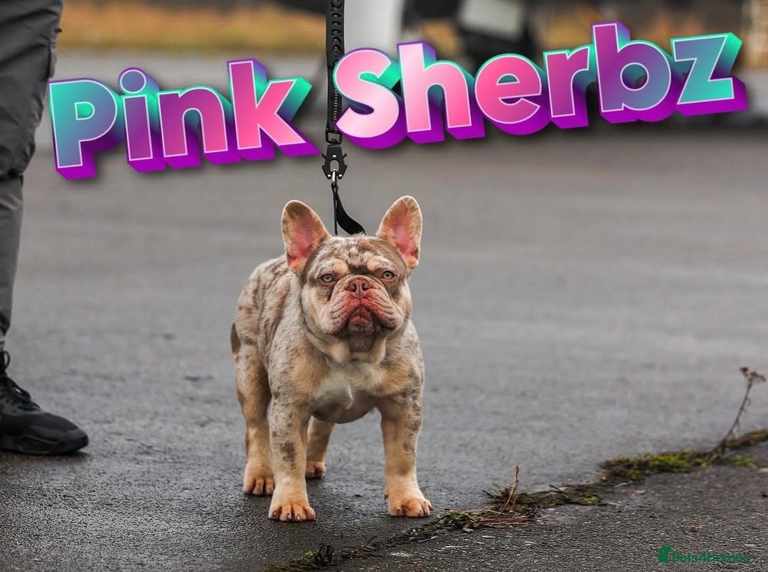 French Bulldog dogs for sale: 8 weeks-Stunning Pink & lilac French bulldog pups  - Image 8