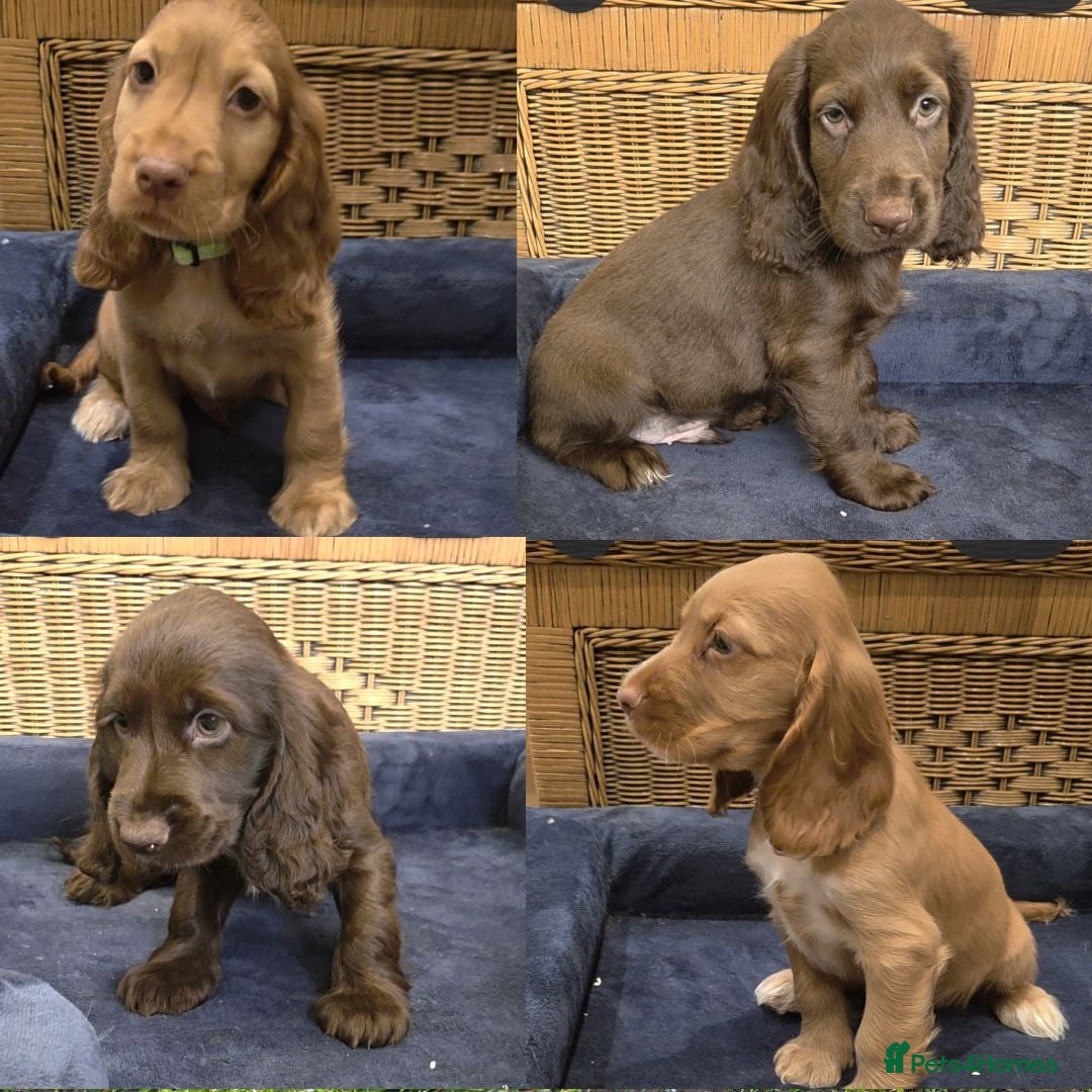 Cocker Spaniel dogs Ready Now Kc Reg Show Type Cocker Spaniel  - Advert 9