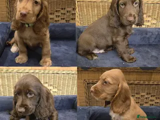 Cocker Spaniel dogs Ready Now Kc Reg Show Type Cocker Spaniel - Advert 9