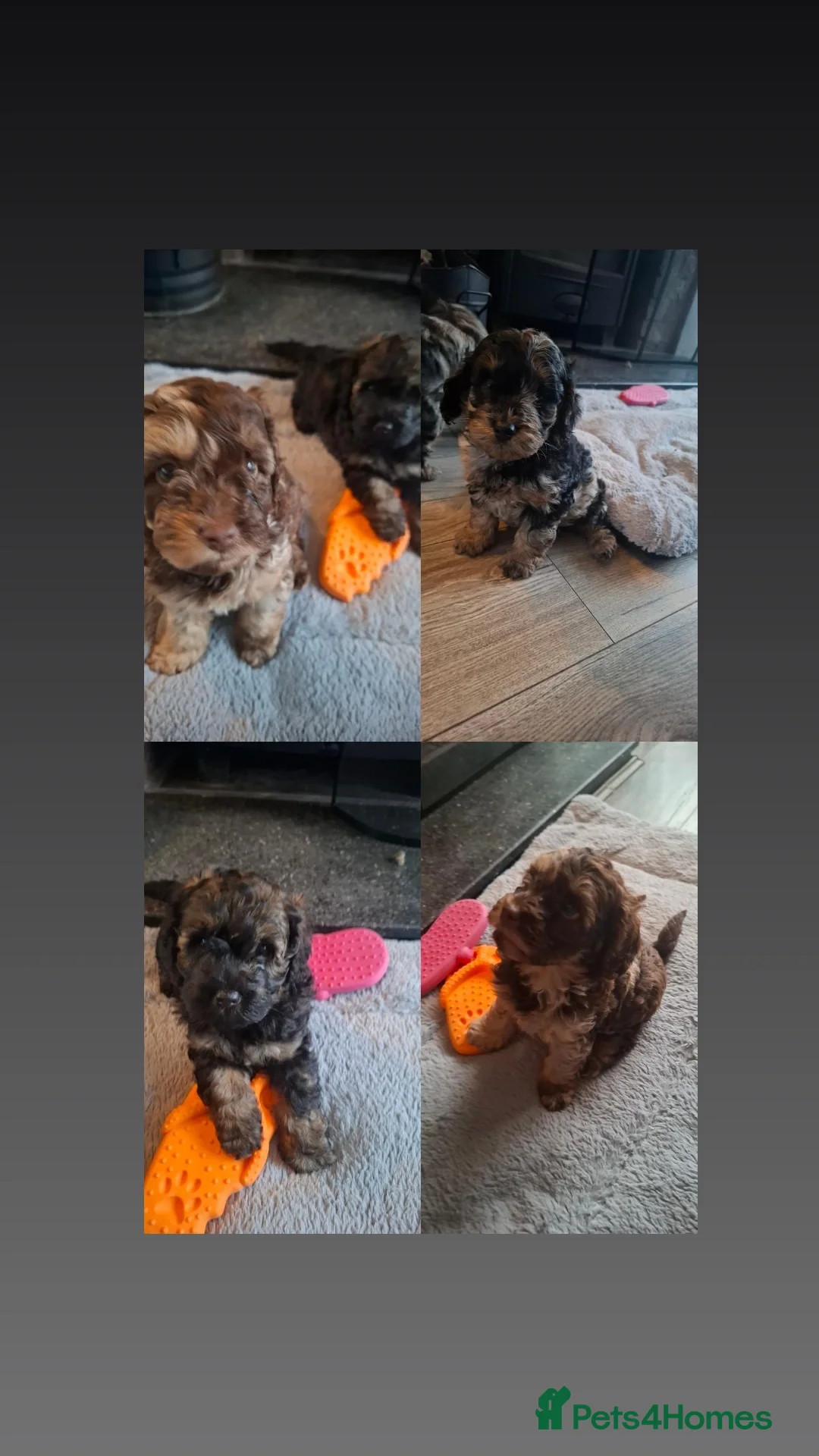 Cockapoo dogs F2b cockapoo pups - Advert 1