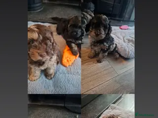 Cockapoo dogs F2b cockapoo pups - Advert 2