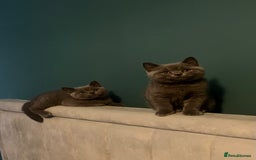 British Shorthair cats for sale: British Blue Shorthair Kittens(Male) 1 available - Image 1