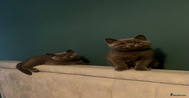 British Shorthair cats - Advert 4