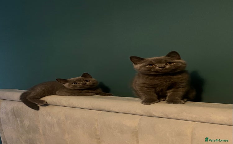 British Shorthair cats - Advert 3