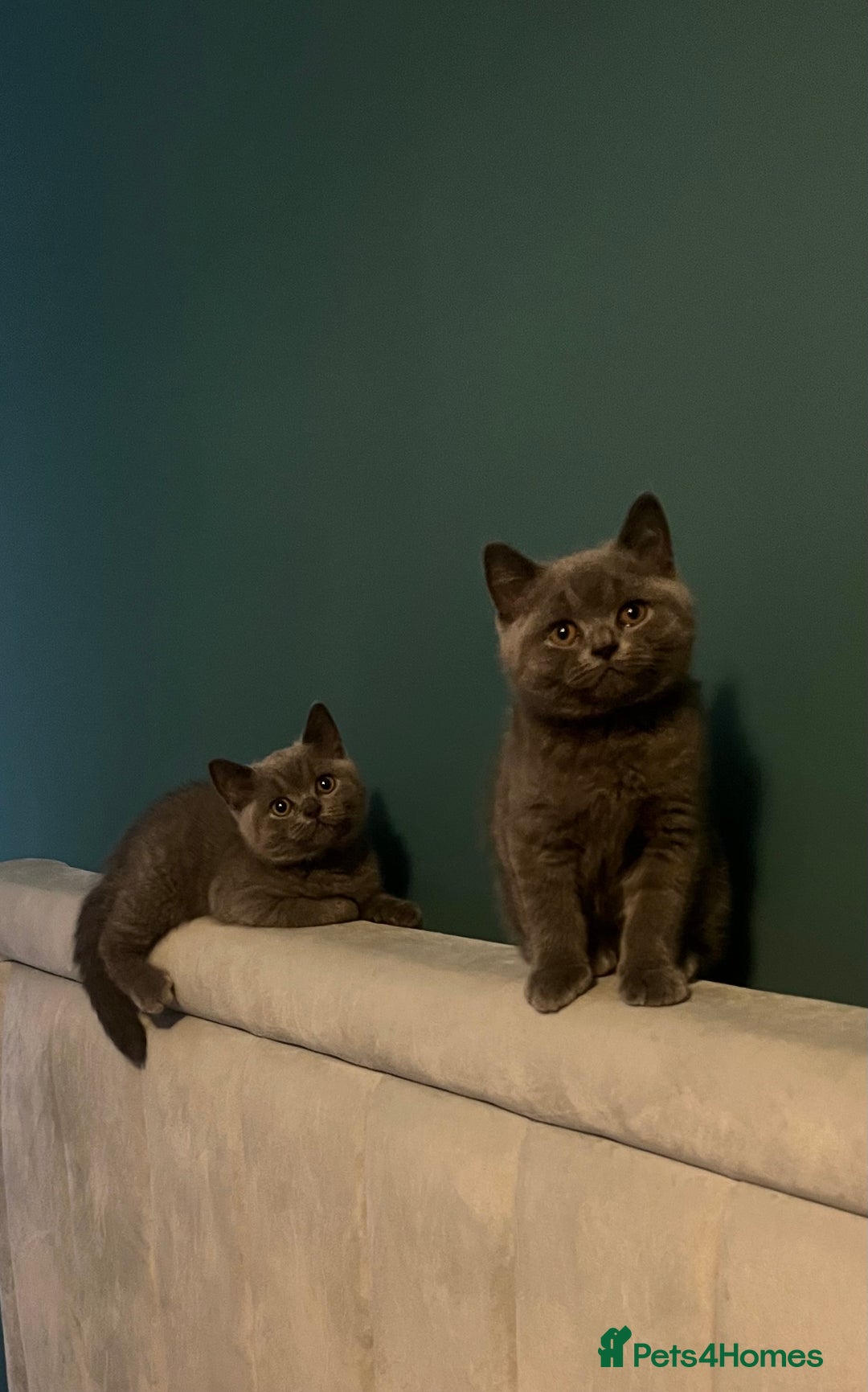 British Shorthair cats for sale: British Blue Shorthair Kittens(Male) 1 available - Image 1